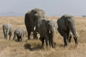 Elephant Family Walking Wallpaper