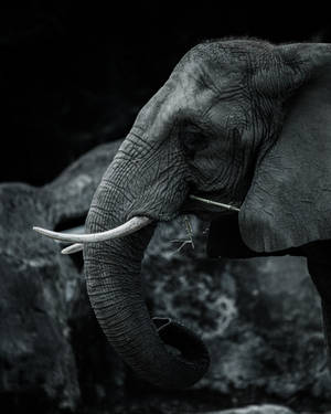 Elephant Head Side View Wallpaper