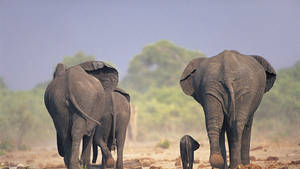 Elephant Herd Walking Hd Wallpaper