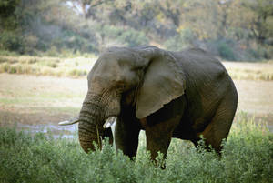 Elephant In African Wilderness Wallpaper