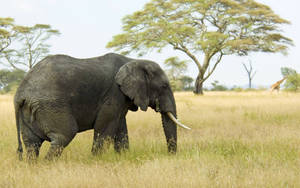 Elephant In Grass Field Wallpaper