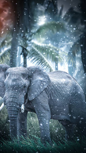 Elephant Jungle Iphone Wallpaper