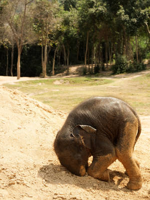 Elephant On Sand Iphone Wallpaper