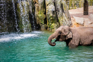 Elephant Springs In Fort Worth Zoo Wallpaper