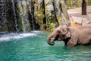 Elephant Springs In Fort Worth Zoo Wallpaper