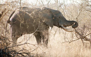 Elephant Surrounded By Dried Trees Wallpaper