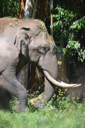 Elephant With Grass On Head Iphone Wallpaper