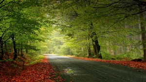 Embrace The Change Of The Seasons With A Unique And Eco-friendly Lifestyle Wallpaper