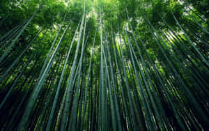 Emerald Bamboo Forest Wallpaper