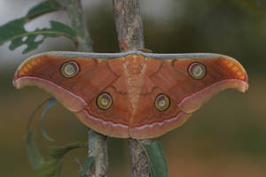 Emperor Gum Tasar Garden Silkmoth Wallpaper