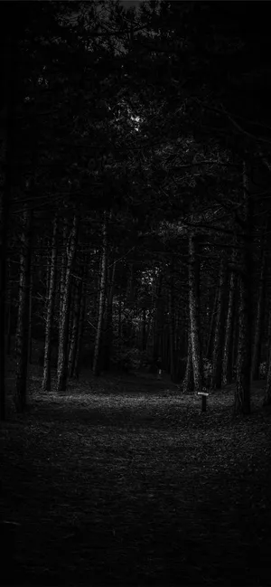 Empty Forest Iphone Dark Wallpaper