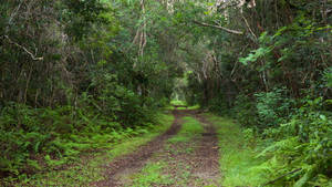 Empty Road Trees Everglades National Park Wallpaper