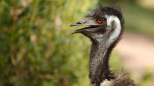 Emu Portraitin Natural Habitat.jpg Wallpaper