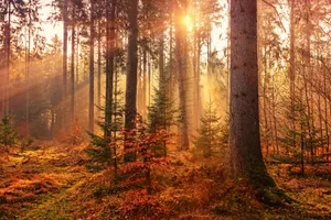 Enchanted Sunrise Forest.jpg Wallpaper