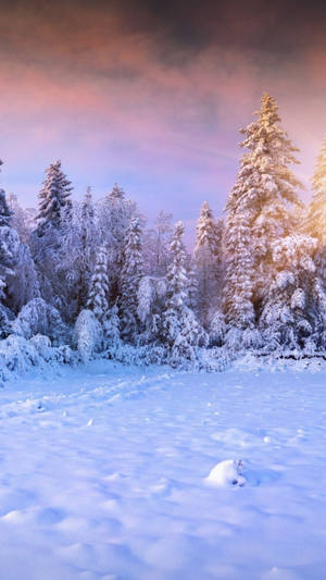 Enchanted_ Winter_ Forest_ Sunset.jpg Wallpaper