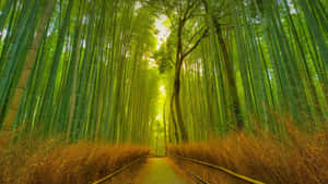 Enchanting_ Bamboo_ Forest_ Path_ H D Wallpaper