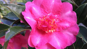 Enchanting Camellia Sasanqua Wallpaper