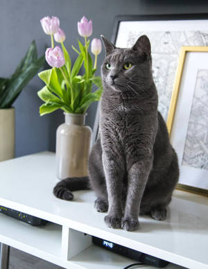Enchanting Gaze Of A Russian Blue Cat Wallpaper