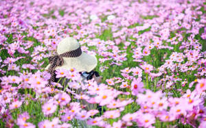 Enchanting Purple Cosmos Flower Field Wallpaper