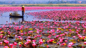 Enchanting Water Lily Floating Serenely Wallpaper