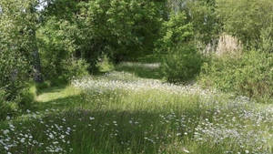 Enchanting White Flowers Cottagecore Desktop Wallpaper