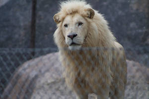 Enclosed Male White Lion Wallpaper