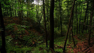 Encounter The Mystical Dark Green Forest Wallpaper
