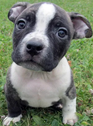 Gray fashion baby pitbull