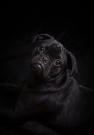 Endearing Tiny Black Kitten With Mesmerizing Green Eyes Wallpaper