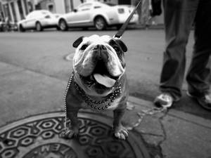 English Bulldog Black And White Wallpaper