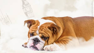 English Bulldog Cute Wallpaper