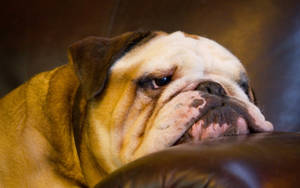 English Bulldog Hd Wallpaper