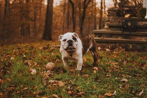 English Bulldog In Autumn Wallpaper