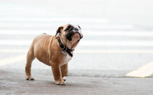 English Bulldog In Street Wallpaper