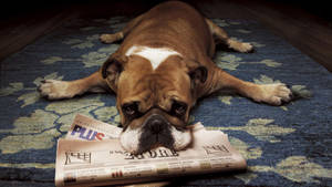 English Bulldog Laying Flat Wallpaper