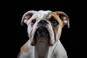 English Bulldog Portrait Black Wallpaper