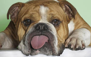 English Bulldog Sticking Tongue Out Wallpaper