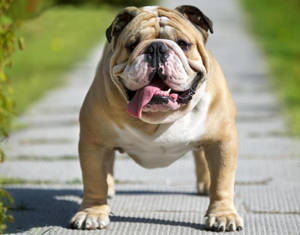 English Bulldog Wrinkled Face Wallpaper