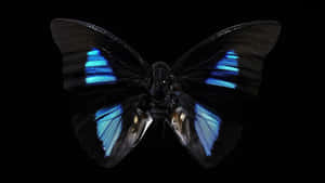 Enigmatic Dark Butterfly In A Mysterious World Wallpaper