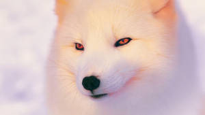 Enigmatic White Fox With Hypnotizing Orange Eyes Wallpaper