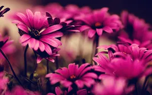 Enjoy A Beautiful, Natural Moment With Pink Flower Phone Wallpaper