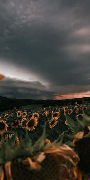 Enjoy The Beauty Of A Bright Yellow Sunflower With This Aesthetic Iphone Wallpaper. Wallpaper