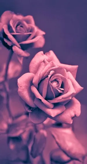 Enjoy The Beauty Of A Delicate, Cute Rose. Wallpaper