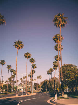 Enjoy The Beauty Of California Summer Days. Wallpaper