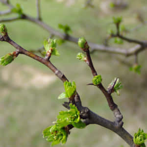 Enjoy The Beauty Of Nature With These Stunning Spring-themed Ipad Wallpapers Wallpaper