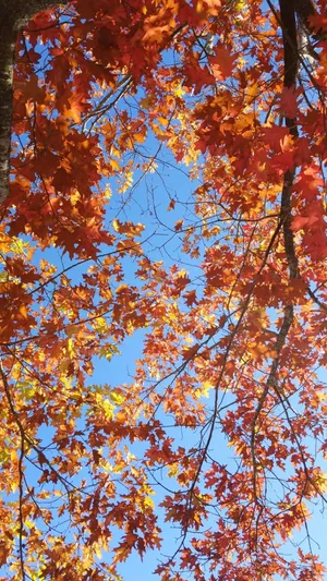 Enjoy The Beauty Of November With An Iphone Wallpaper