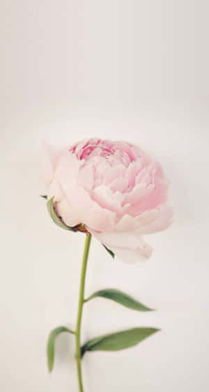 Enjoy The Beauty Of Peony Flowers With Your Iphone Wallpaper