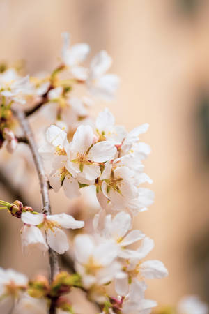 Enjoy The Beauty Of Spring Season Wallpaper