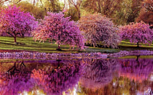 Enjoy The Beauty Of Spring With These Vibrant Flowers Wallpaper