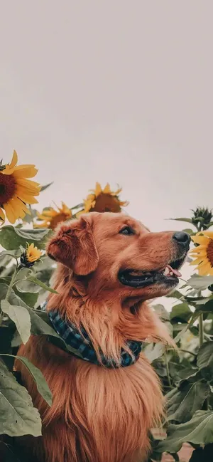 Enjoy The Beauty Of Summer With This Stunning Sunflower Aesthetic Iphone Wallpaper Wallpaper